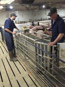 Ryan and Doug Weighing pigs take 2